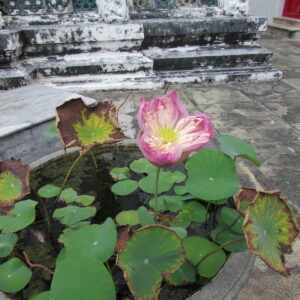 Lotus flower in temple Thailand