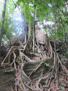 Big jungle tree Thailand with big roots and light shining through