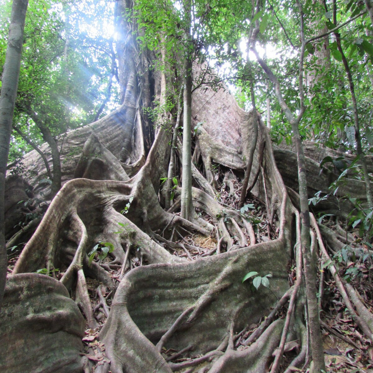 Big jungle tree Thailand with big roots and light shining through